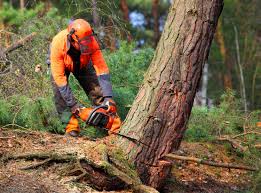 How Our Tree Care Process Works  in  Chehalis, WA